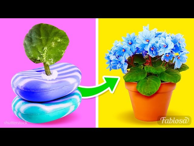 Pflanzenpflege: 8 Erste-Hilfe-Tipps für Zimmerpflanzen