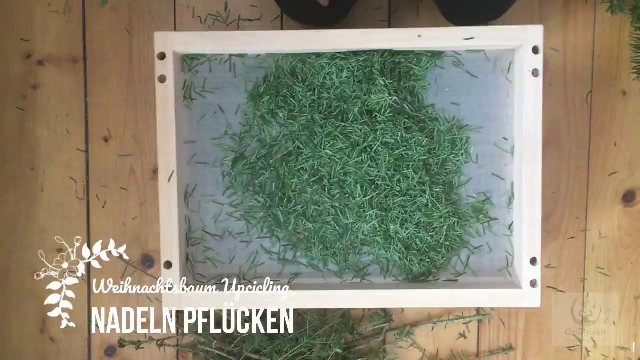 Weihnachtsbaum Upcycling Nadeln Pflücken