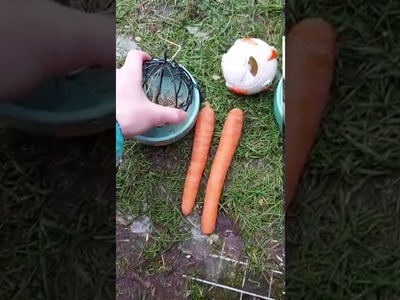 Mein Alltag bei meinem Hasen zizi ❤????????