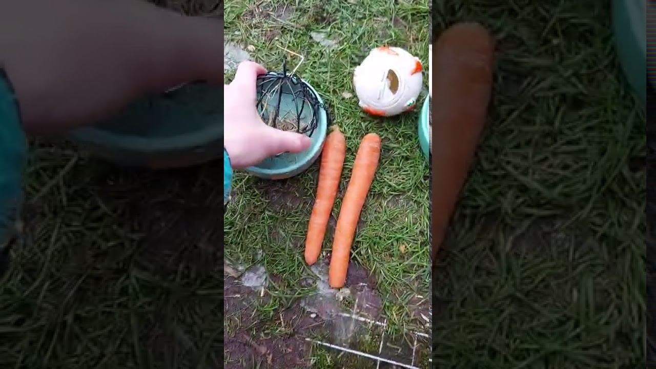 Mein Alltag bei meinem Hasen zizi ❤????????