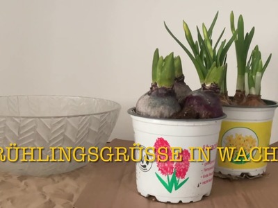 Blumenzwiebeln in Wachs #diy #Frühling