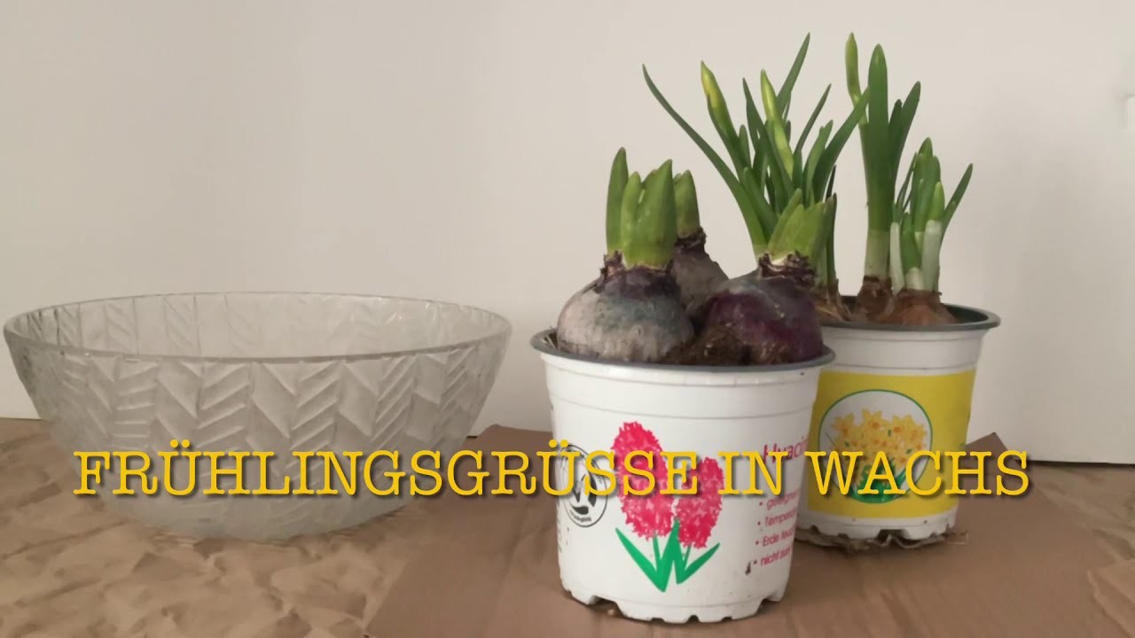 Blumenzwiebeln in Wachs #diy #Frühling