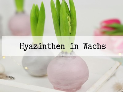 DIY Anleitung - Hyazinthen in Wachs einfach selber machen