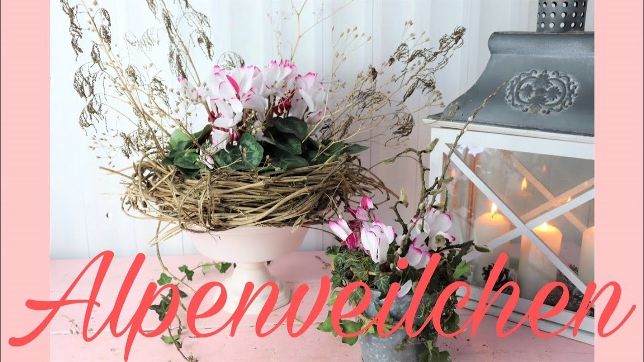 DIY-DEKOIDEE: ALPENVEILCHEN als Zimmerpflanze & Schnittblume dekorieren