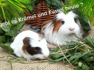 Neues von den Meerschweinboys. Futterklau bei den Kanarienvögel und Zebrafinken
