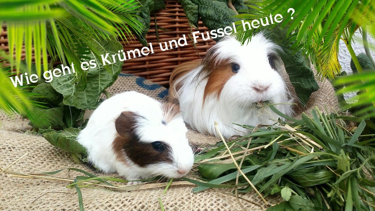Neues von den Meerschweinboys. Futterklau bei den Kanarienvögel und Zebrafinken