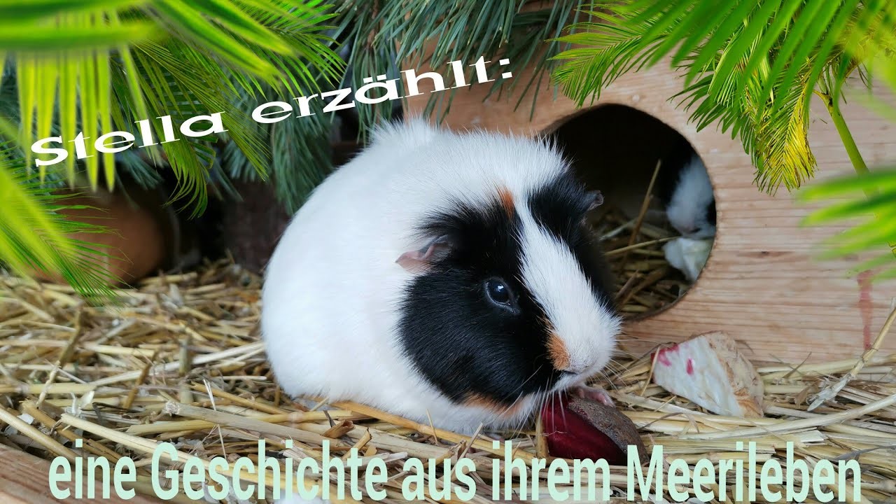 Vom Heimkind zur selbstbewusst, fröhlichen Meerschweinchen-Dame. Stella erzählt ihre Eingewöhnung