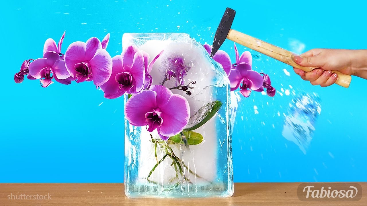 Einfache Möglichkeiten, damit Orchideen wieder blühen und gedeihen