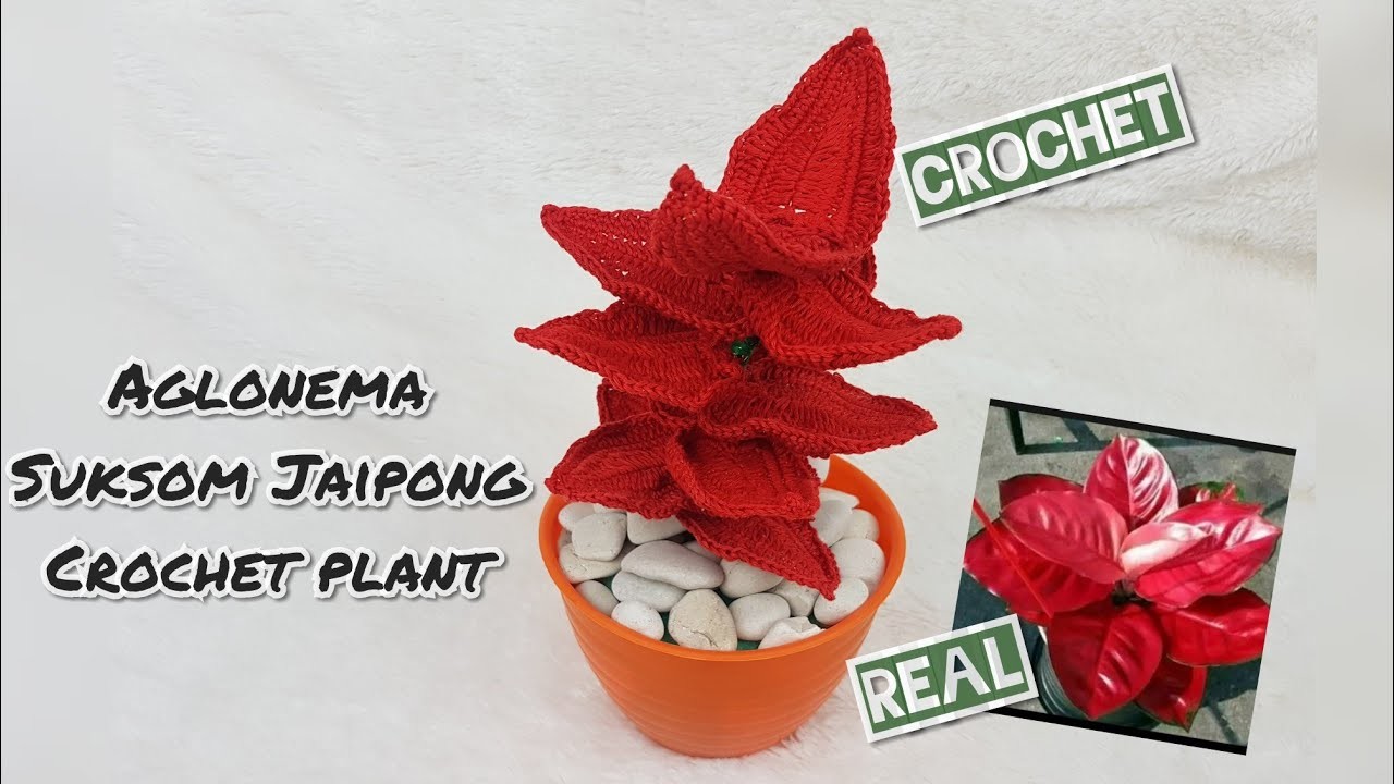 Aglonema suksom jaipong crochet plant