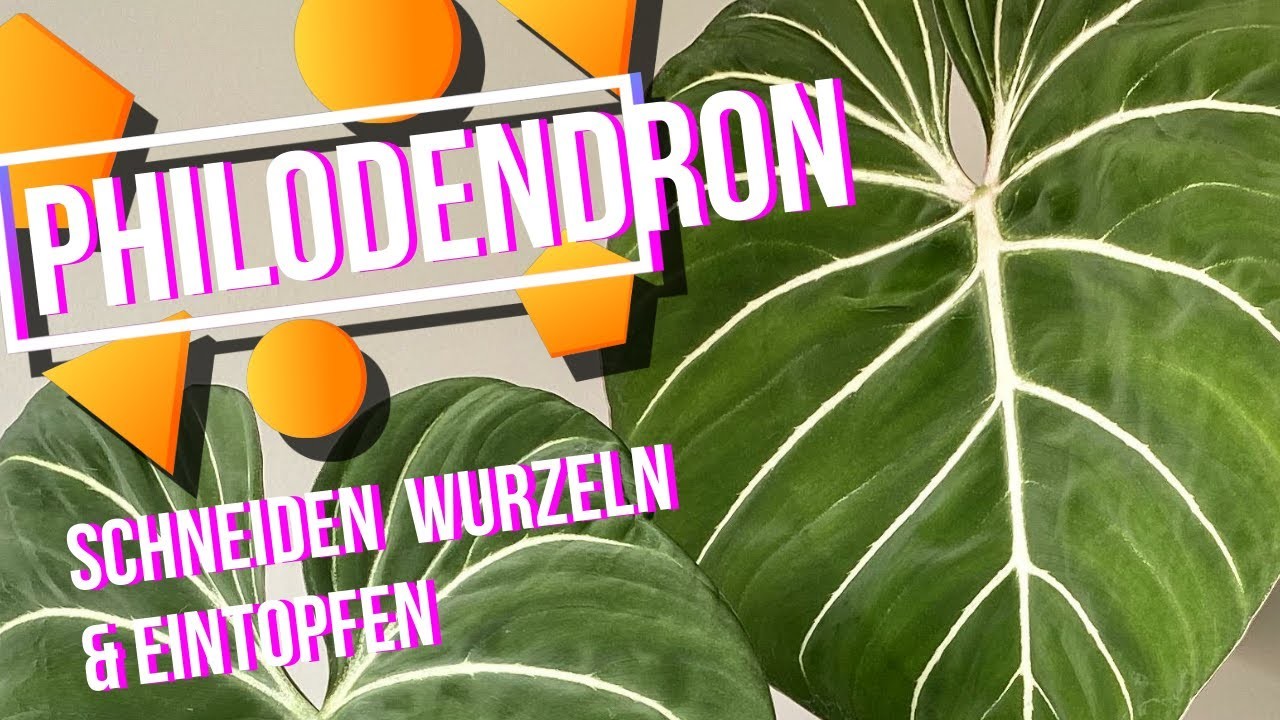 Philodendron Gloriosum Folge2: Zimmerpflanze - schneiden, wurzeln und eintopfen