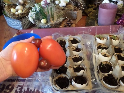 Tolles TOMATEN ANZUCHTBEET in Upcycling -BIO, +Tipps & Tricks :))  TISCH Garten & MEHR. 