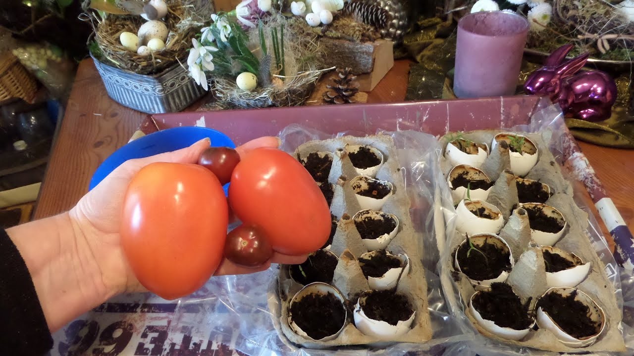 Tolles TOMATEN ANZUCHTBEET in Upcycling -BIO, +Tipps & Tricks :))  TISCH Garten & MEHR. 