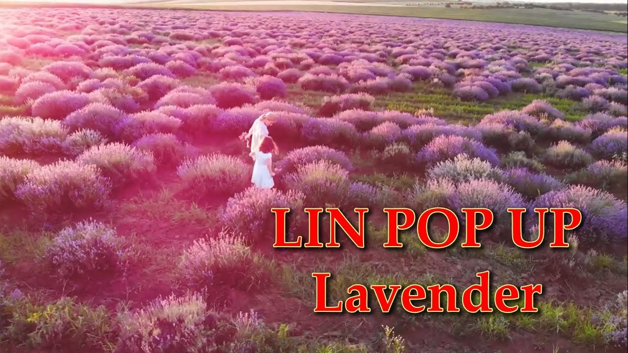LIN Pop Up Karte Grußkarten Geschenk Blumen Lavender Frühlingsgruß Muttertag
