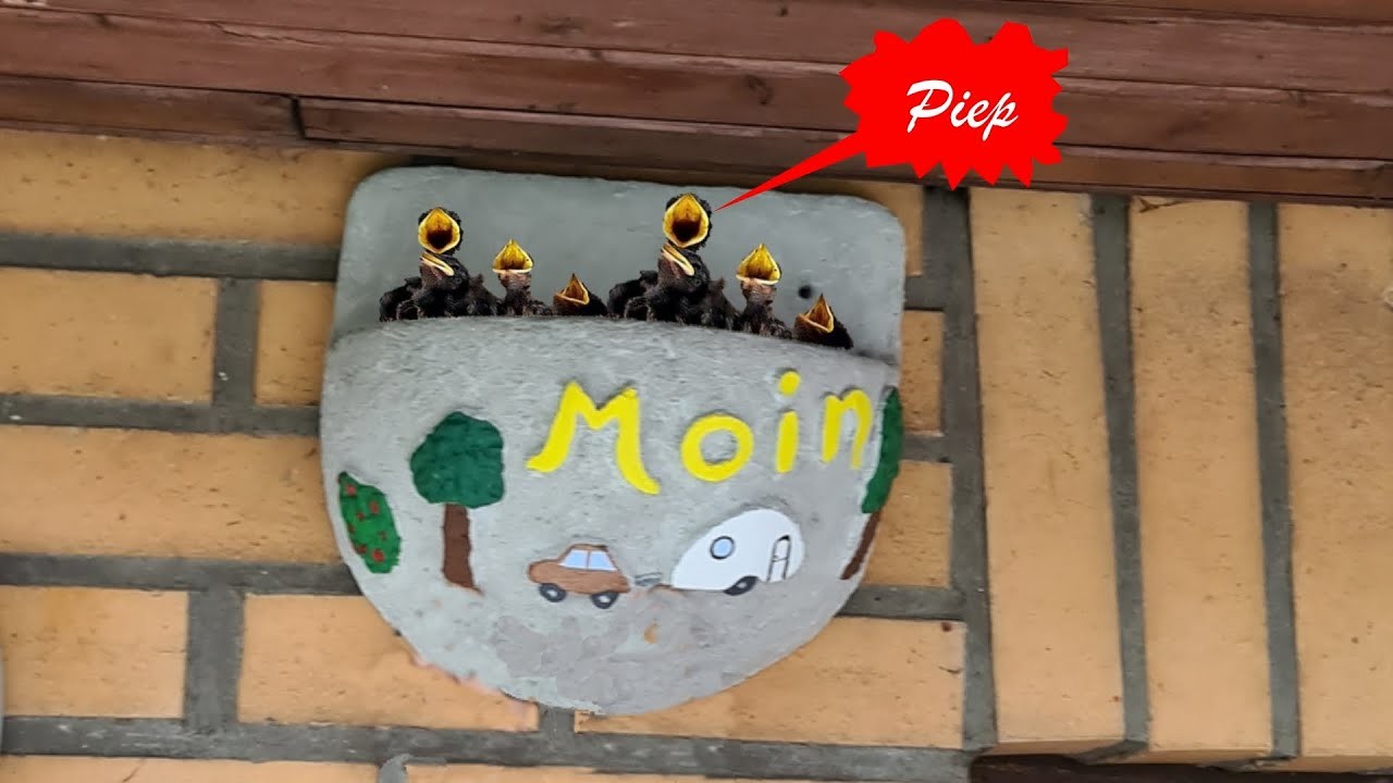 Schwalbennest aus Beton