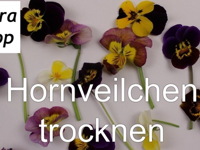 Blumen trocknen ❁ vier Möglichkeiten Hornveilchen zu konservieren ❁ Deko Ideen mit Flora-Shop
