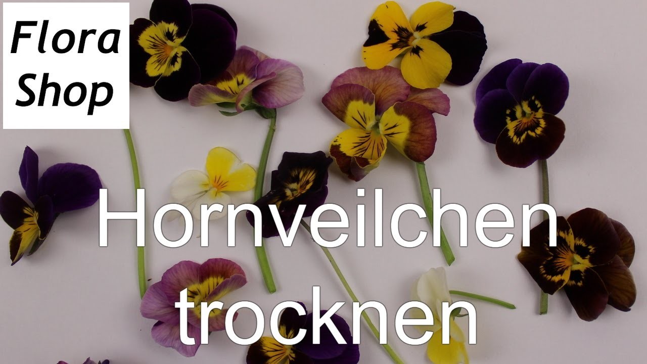 Blumen trocknen ❁ vier Möglichkeiten Hornveilchen zu konservieren ❁ Deko Ideen mit Flora-Shop