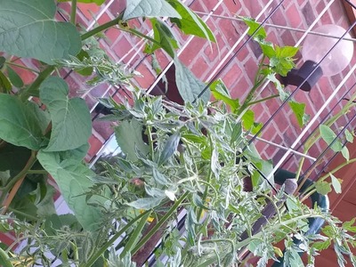 Tomaten EINFACH anbauen Teil 2: 7 Tomatenstandorte  + Pflanzenkombinationen