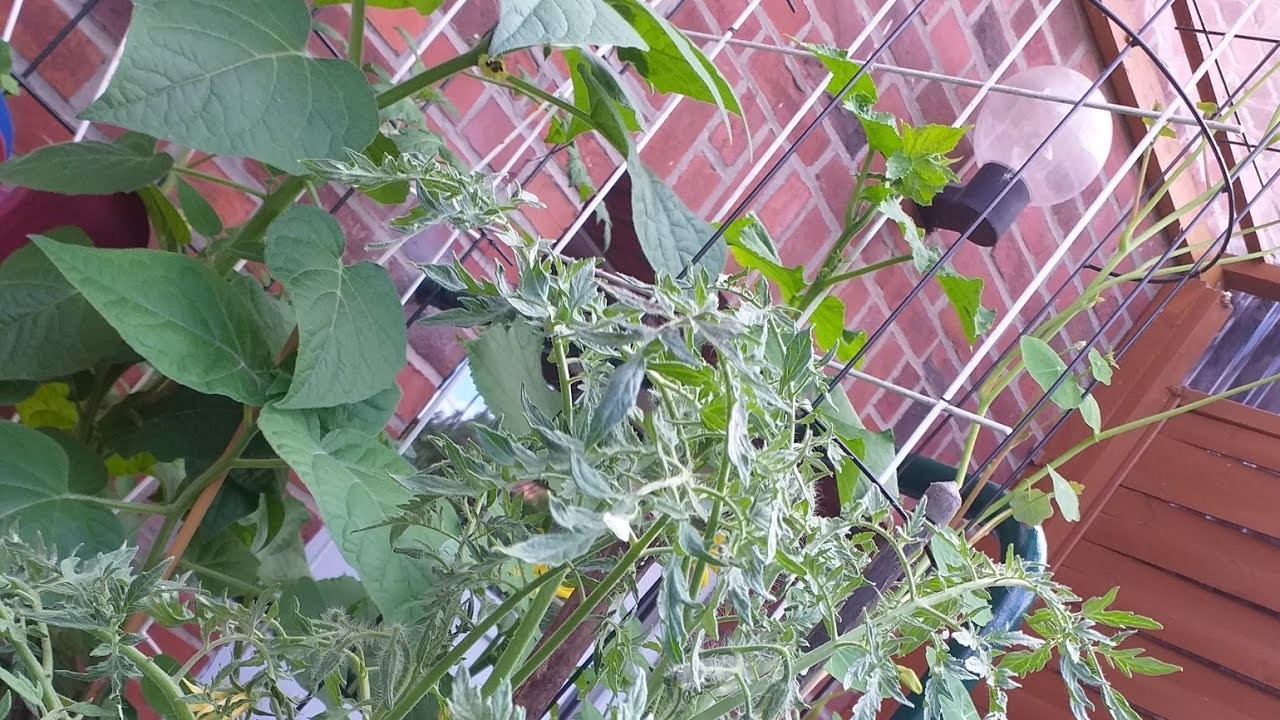 Tomaten EINFACH anbauen Teil 2: 7 Tomatenstandorte  + Pflanzenkombinationen