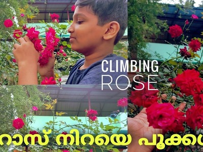 റോസ് നിറയെ പൂക്കൾ ???? | climbing rose | Garden