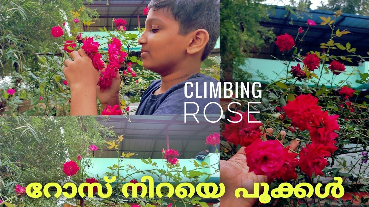 റോസ് നിറയെ പൂക്കൾ ???? | climbing rose | Garden