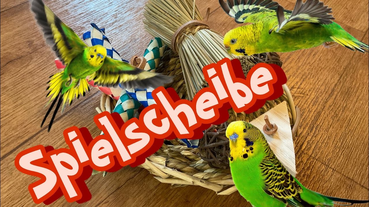Spielscheibe Diy für Wellensittiche.Papageien????