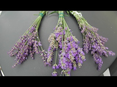 Lavendel als Therapeutikum. Pflanze vorbereiten zum Trocknen.