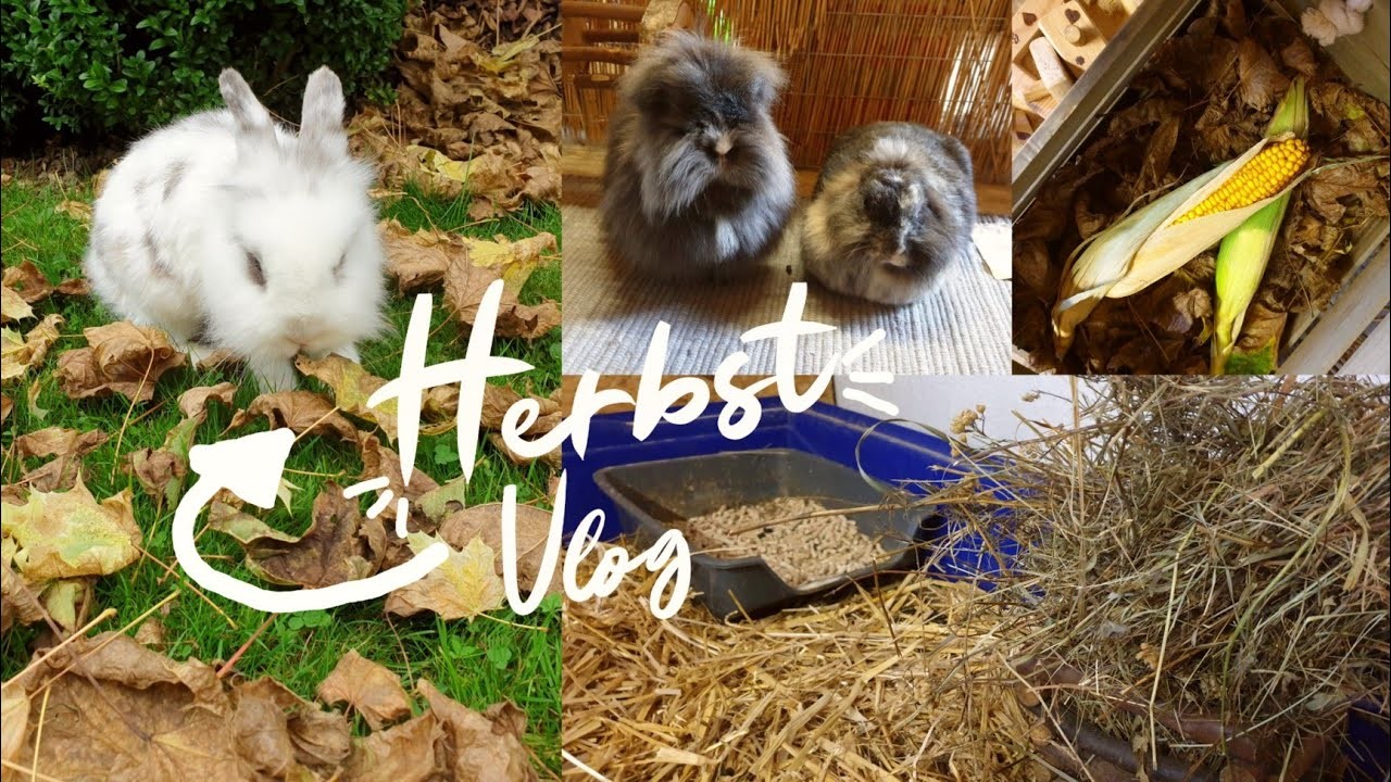 Herbstvlog bei den Kaninchen