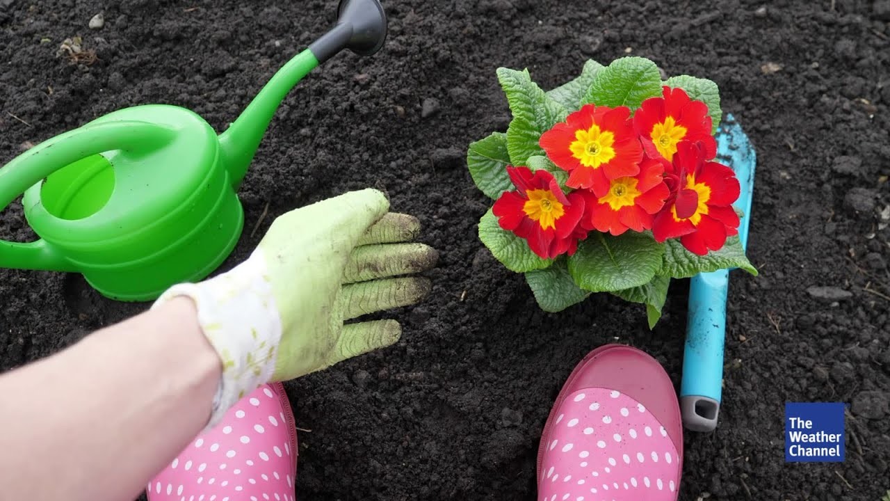 Diese Pflanzen trotzen der Frühjahrskälte