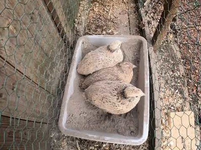 Wachtel Staubbad und Sandbad (sehr beliebt)